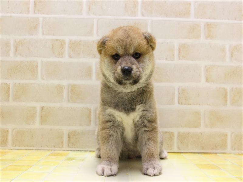 東京都の柴犬(標準サイズ) (ワンラブ東京葛飾総本店/2025年4月21日生まれ/女の子/赤)の子犬の3枚目の画像