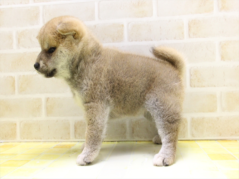 東京都の柴犬(標準サイズ) (ワンラブ東京葛飾総本店/2025年4月21日生まれ/女の子/赤)の子犬の2枚目の画像