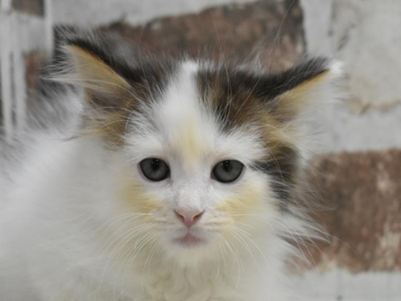 鳥取県のノルウェージャンフォレストキャット (ワンラブカインズ鳥取店/2025年4月22日生まれ/男の子/ブラウンタビーホワイト)の子猫の1枚目の画像