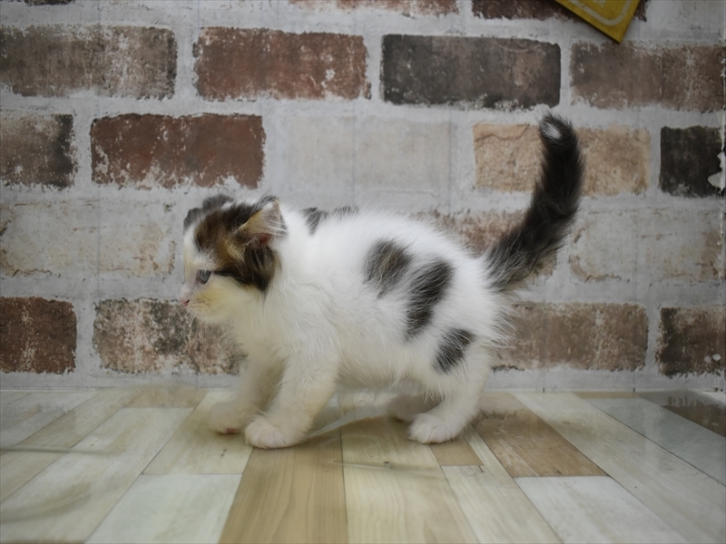 鳥取県のノルウェージャンフォレストキャット (ワンラブカインズ鳥取店/2025年4月22日生まれ/男の子/ブラウンタビーホワイト)の子猫の3枚目の画像