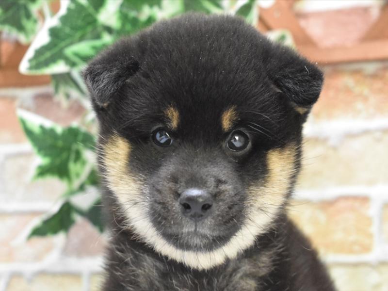 滋賀県の柴犬(標準サイズ) (ワンラブカインズ彦根店/2025年4月21日生まれ/女の子/黒)の子犬