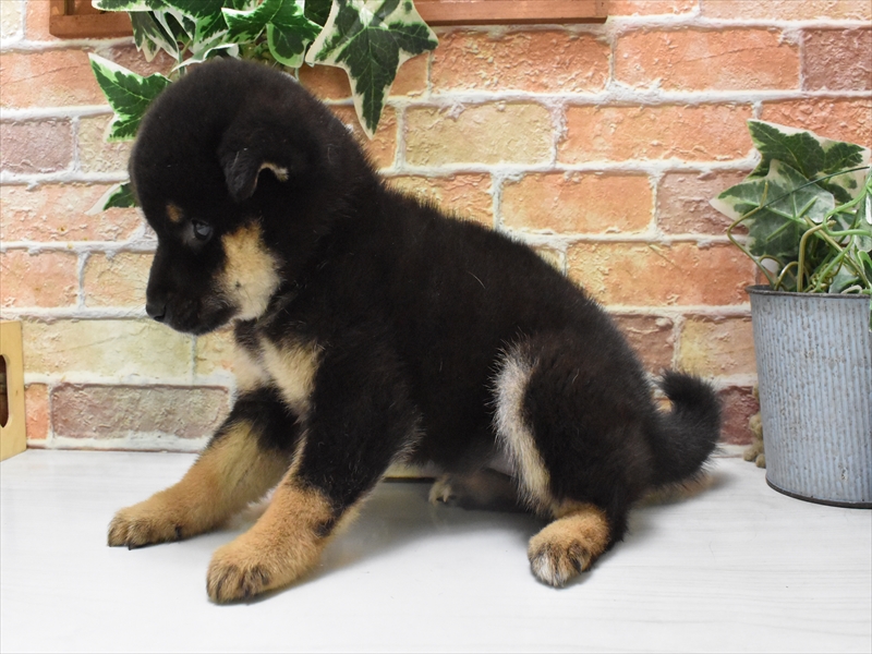 滋賀県の柴犬(標準サイズ) (ワンラブカインズ彦根店/2025年4月21日生まれ/女の子/黒)の子犬の3枚目の画像