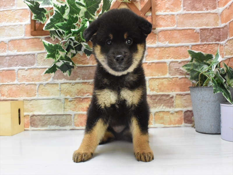 滋賀県の柴犬(標準サイズ) (ワンラブカインズ彦根店/2025年4月21日生まれ/女の子/黒)の子犬の2枚目の画像