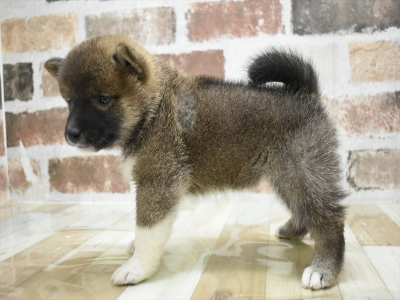 愛知県の柴犬(標準サイズ) (ワンラブ矢場動物堂/2025年4月22日生まれ/女の子/赤)の子犬の3枚目の画像