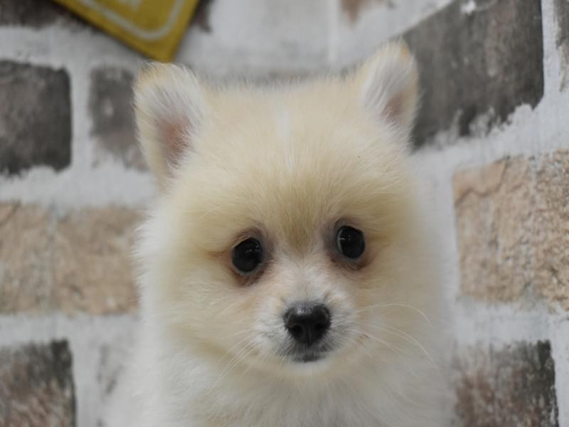 三重県のポメラニアン (ワンラブカインズ明和店(FC)/2025年4月23日生まれ/男の子/クリーム)の子犬
