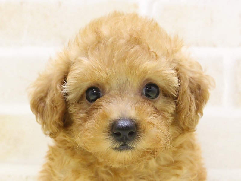 神奈川県のトイプードル(トイ) (ワンラブLICOPA 川崎店/2025年4月22日生まれ/女の子/レッド)の子犬の1枚目の画像