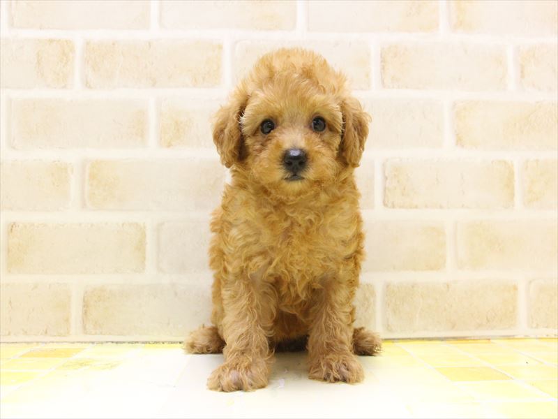 神奈川県のトイプードル(トイ) (ワンラブLICOPA 川崎店/2025年4月22日生まれ/女の子/レッド)の子犬の2枚目の画像