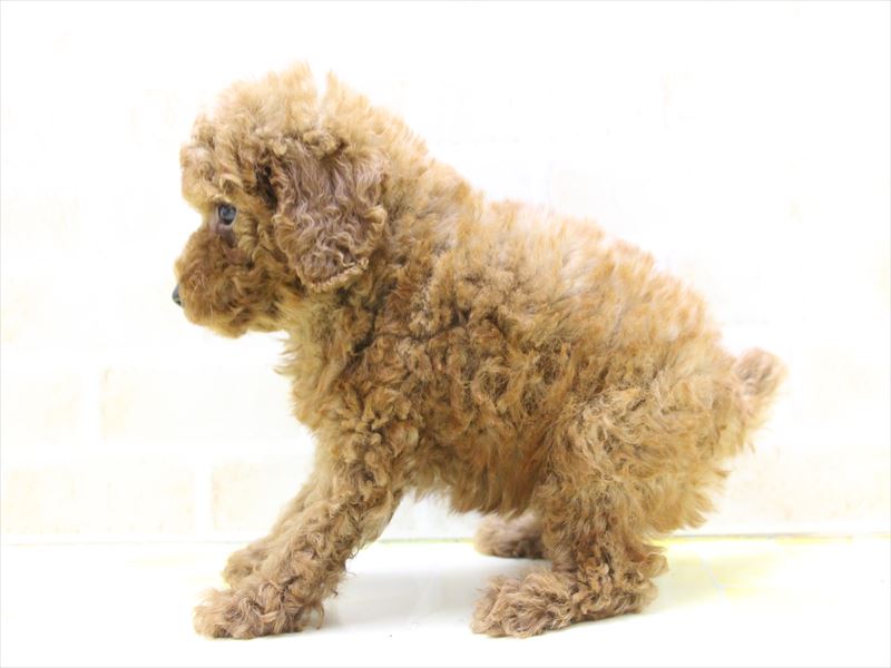 熊本県のトイプードル(トイ) (ワンラブカインズ熊本宇土店/2025年4月22日生まれ/男の子/レッド)の子犬の3枚目の画像