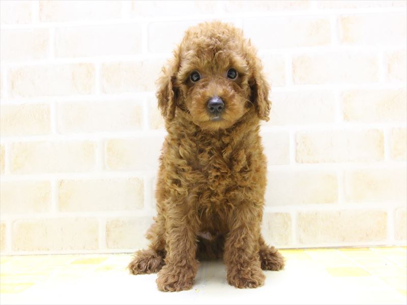 熊本県のトイプードル(トイ) (ワンラブカインズ熊本宇土店/2025年4月22日生まれ/男の子/レッド)の子犬の2枚目の画像