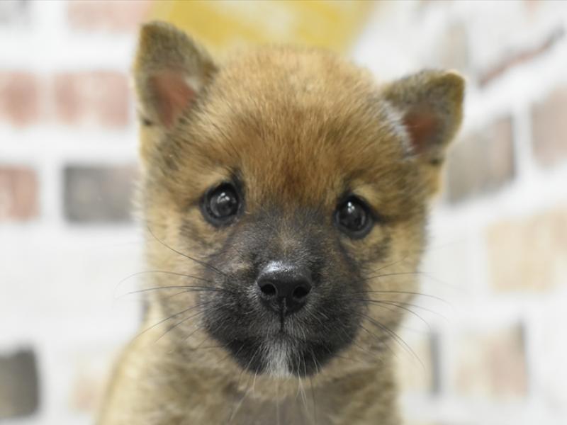 愛知県の豆柴 (ワンラブイオンモール常滑店/2025年4月23日生まれ/男の子/赤)の子犬の1枚目の画像