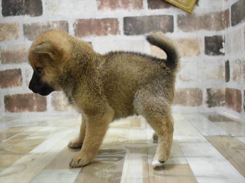 愛知県の豆柴 (ワンラブイオンモール常滑店/2025年4月23日生まれ/男の子/赤)の子犬の3枚目の画像