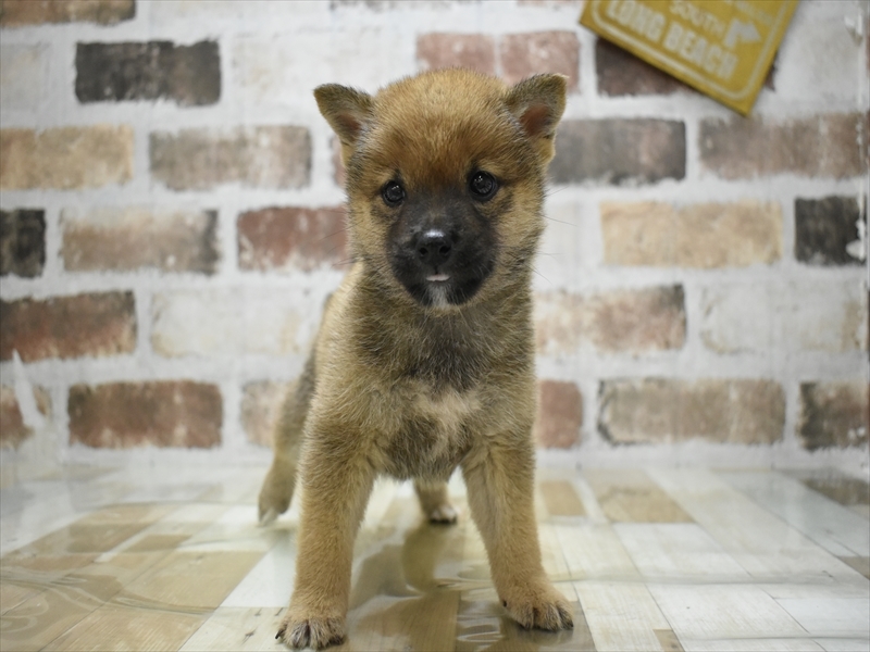 愛知県の豆柴 (ワンラブイオンモール常滑店/2025年4月23日生まれ/男の子/赤)の子犬の2枚目の画像
