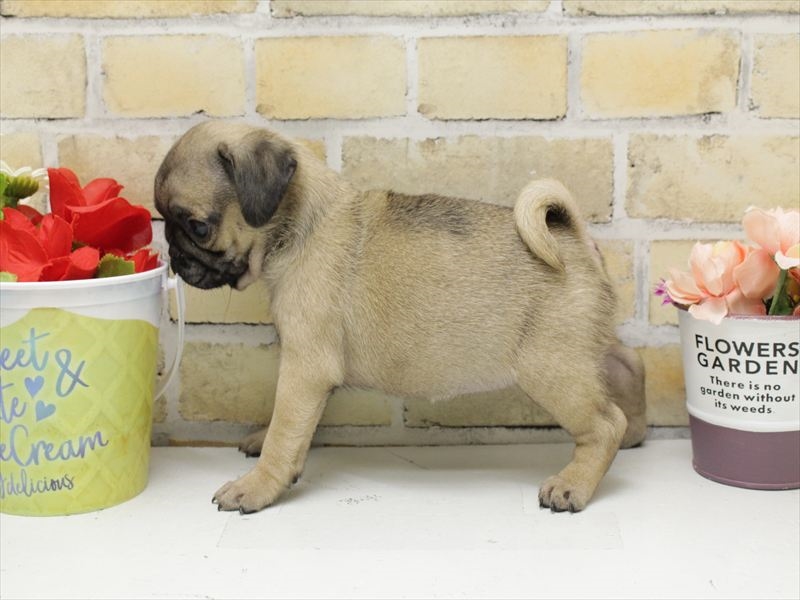 広島県のパグ (ワンラブカインズ広島LECT店/2025年4月24日生まれ/女の子/フォーン)の子犬の2枚目の画像
