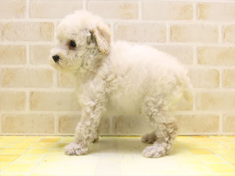 福岡県のトイプードル(トイ) (ワンラブ福岡総本店/2025年4月24日生まれ/男の子/クリーム)の子犬の3枚目の画像