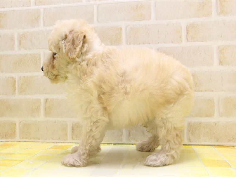 福岡県のトイプードル(トイ) (ワンラブ福岡総本店/2025年4月25日生まれ/男の子/クリーム)の子犬の3枚目の画像