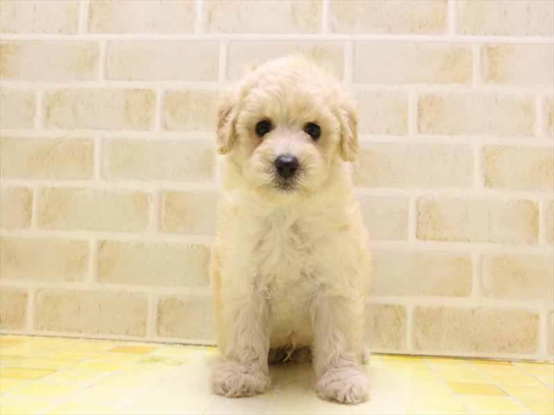 福岡県のトイプードル(トイ) (ワンラブ福岡総本店/2025年4月25日生まれ/男の子/クリーム)の子犬の2枚目の画像