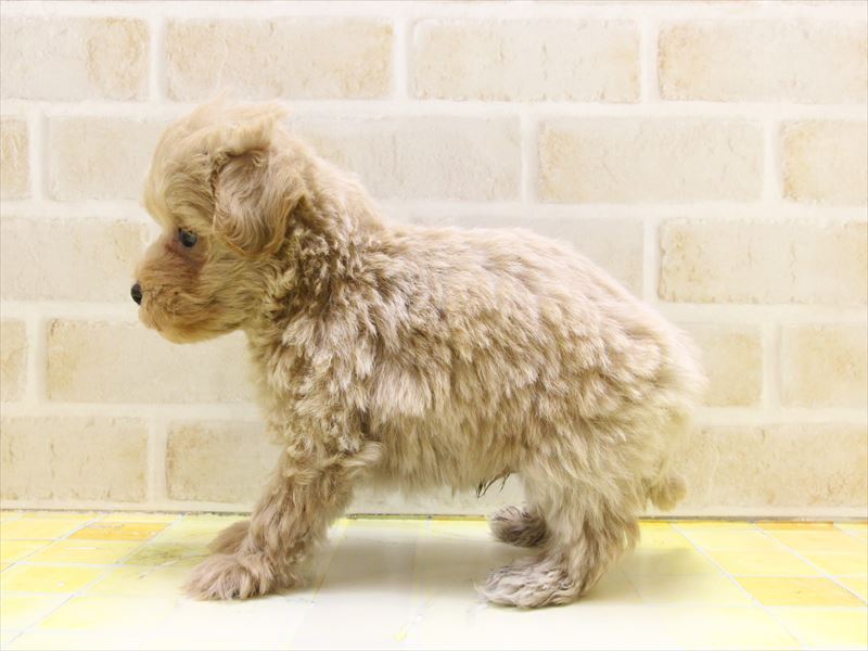 熊本県のマルプー(マルチーズ×プードル) (ワンラブゆめタウン光の森店/2025年4月26日生まれ/男の子/アプリコット)の子犬の3枚目の画像