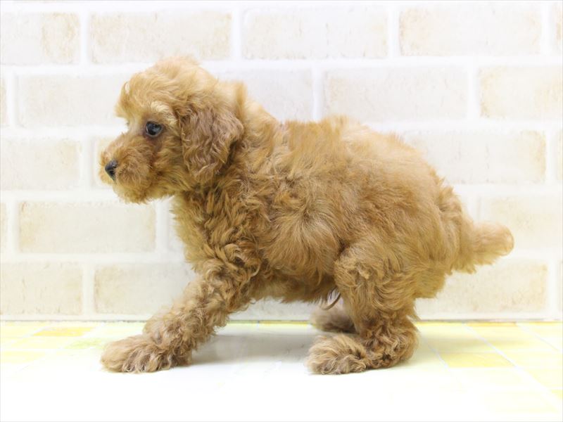 福岡県のトイプードル(トイ) (ワンラブ福岡総本店/2025年4月24日生まれ/男の子/レッド)の子犬の2枚目の画像