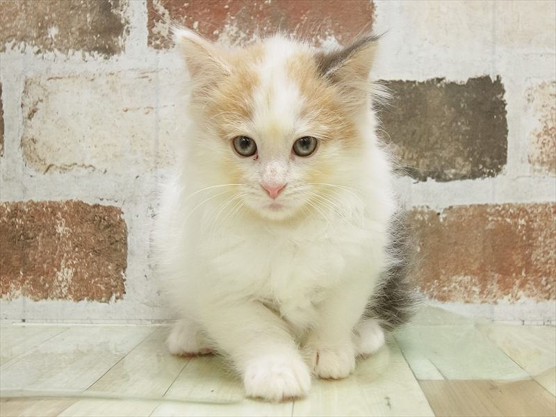 奈良県のノルウェージャンフォレストキャット (ワンラブミ・ナーラ奈良店/2025年4月22日生まれ/女の子/ブルーパッチドタビーホワイト)の子猫の3枚目の画像