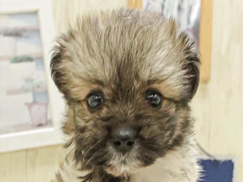 愛知県のペキポメ/ポメペキ(ペキニーズ×ポメラニアン) (ワンラブ名古屋守山インター総本店/2025年4月26日生まれ/男の子/パーティーカラー)の子犬