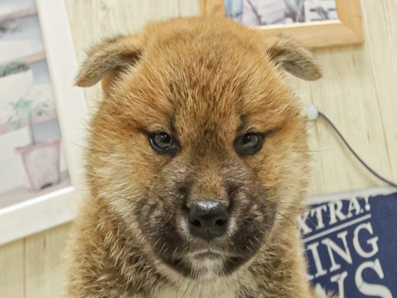 福岡県の柴犬(標準サイズ) (ワンラブ福岡総本店/2025年4月25日生まれ/女の子/赤)の子犬の1枚目の画像