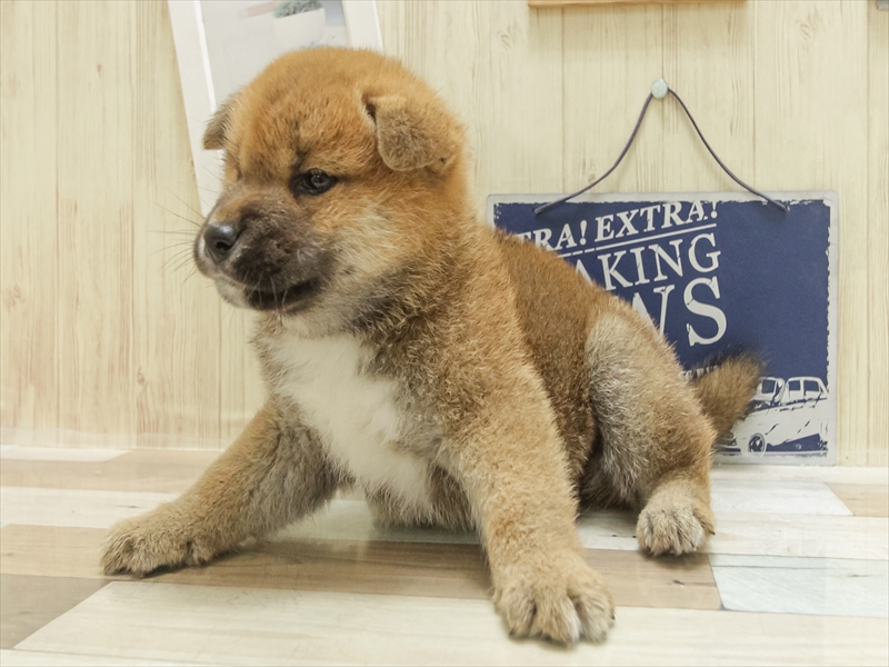 福岡県の柴犬(標準サイズ) (ワンラブ福岡総本店/2025年4月25日生まれ/女の子/赤)の子犬の2枚目の画像