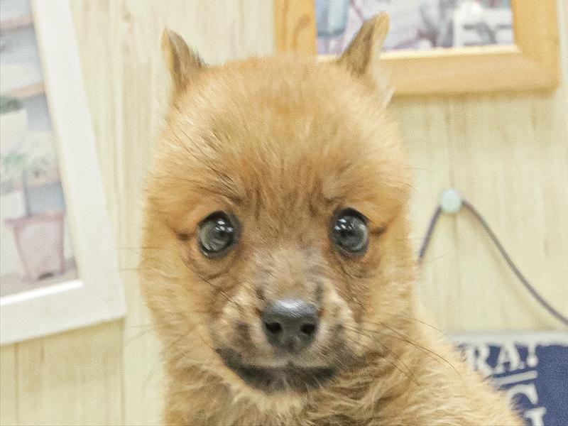愛知県のポメ柴/豆ポメ/ポメ豆柴(ポメラニアン×柴犬) (ワンラブ名古屋守山インター総本店/2025年4月26日生まれ/女の子/赤)の子犬の1枚目の画像