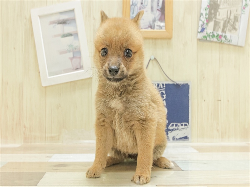 愛知県のポメ柴/豆ポメ/ポメ豆柴(ポメラニアン×柴犬) (ワンラブ名古屋守山インター総本店/2025年4月26日生まれ/女の子/赤)の子犬の3枚目の画像