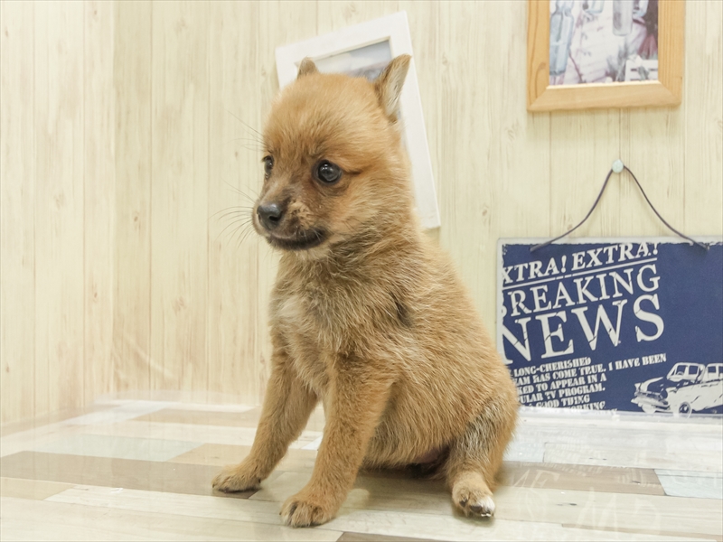 愛知県のポメ柴/豆ポメ/ポメ豆柴(ポメラニアン×柴犬) (ワンラブ名古屋守山インター総本店/2025年4月26日生まれ/女の子/赤)の子犬の2枚目の画像