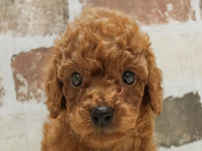 大阪府のトイプードル(トイ) (ワンラブアリオ鳳店/2025年4月25日生まれ/男の子/レッド)の子犬の1枚目の画像