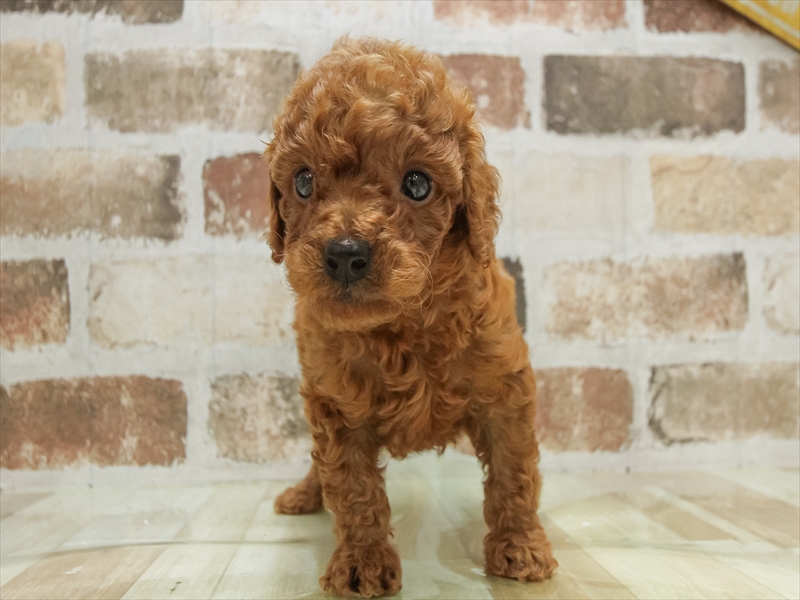 大阪府のトイプードル(トイ) (ワンラブアリオ鳳店/2025年4月25日生まれ/男の子/レッド)の子犬の3枚目の画像