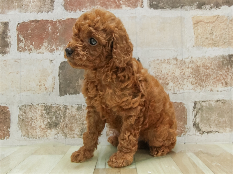 大阪府のトイプードル(トイ) (ワンラブアリオ鳳店/2025年4月25日生まれ/男の子/レッド)の子犬の2枚目の画像