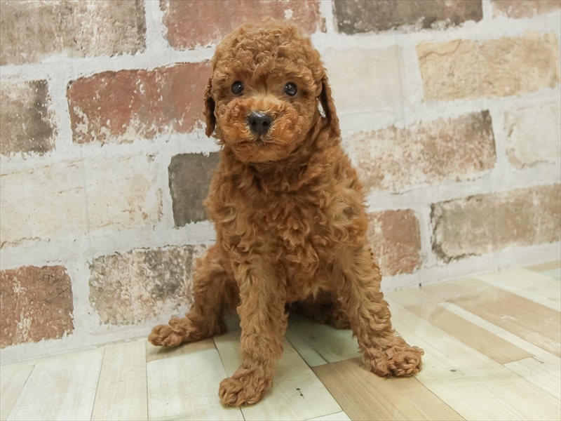 静岡県のトイプードル(トイ) (ワンラブカインズ浜松雄踏店/2025年4月25日生まれ/男の子/レッド)の子犬の3枚目の画像