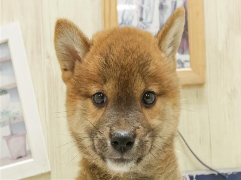 福岡県の柴犬(標準サイズ) (ワンラブMEGAドン・キホーテ福岡福重店/2025年4月26日生まれ/男の子/赤)の子犬