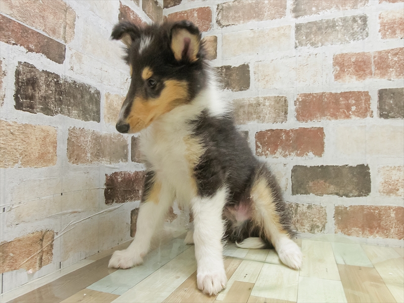 福岡県のラフコリー (ワンラブ福岡総本店/2025年4月25日生まれ/男の子/トライカラー)の子犬の2枚目の画像