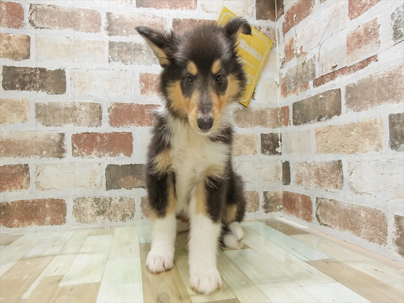 滋賀県のラフコリー (ワンラブピエリ守山店/2025年4月25日生まれ/女の子/トライカラー)の子犬の3枚目の画像