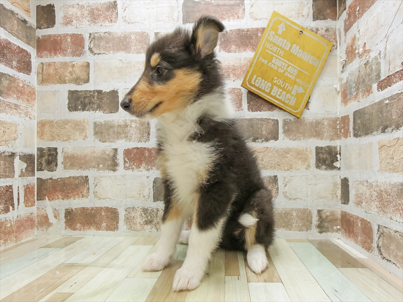 滋賀県のラフコリー (ワンラブピエリ守山店/2025年4月25日生まれ/女の子/トライカラー)の子犬の2枚目の画像