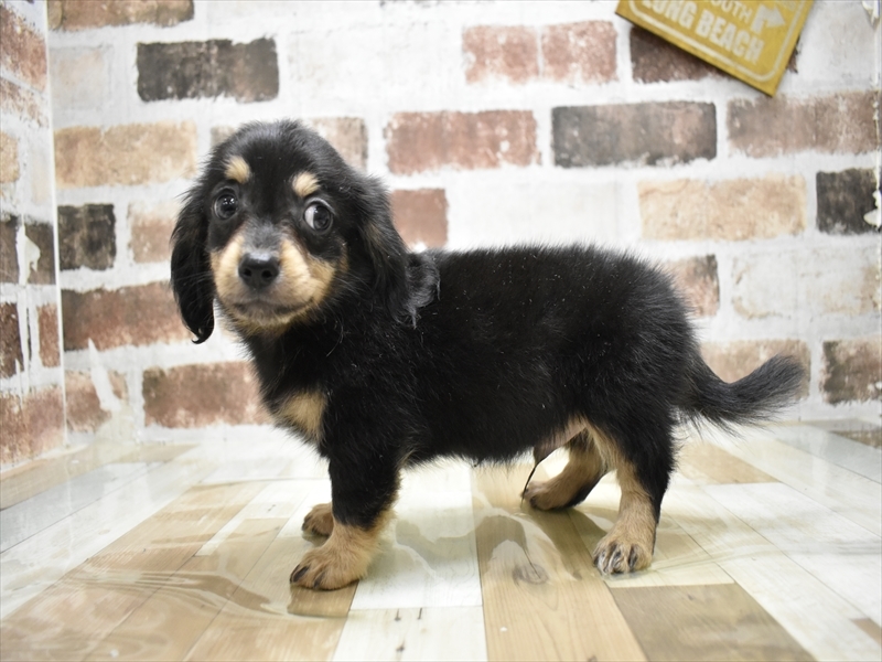 愛知県のチワックス(チワワ×ダックス) (ワンラブ名古屋守山インター総本店/2025年4月26日生まれ/男の子/ブラックタン)の子犬の3枚目の画像