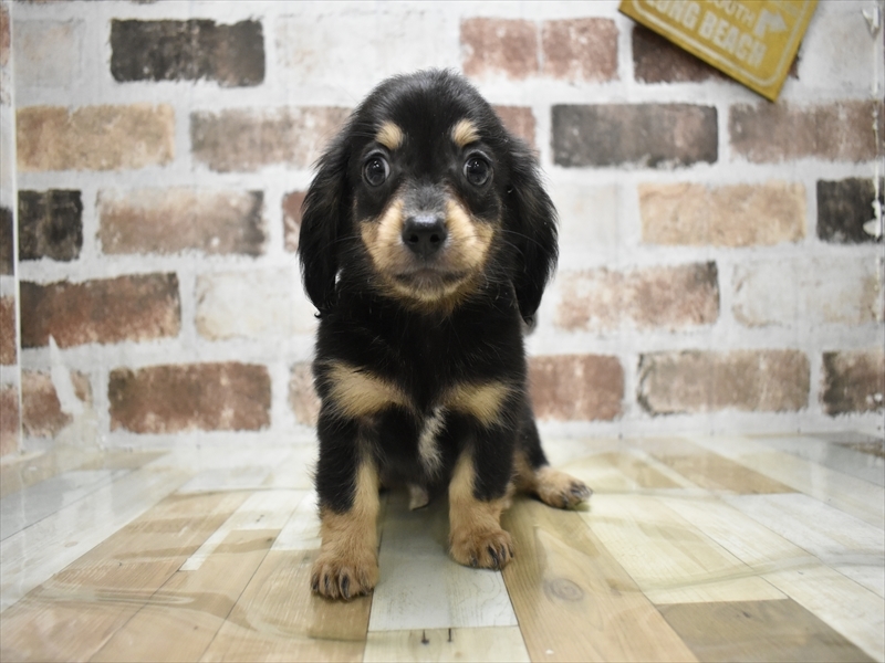 愛知県のチワックス(チワワ×ダックス) (ワンラブ名古屋守山インター総本店/2025年4月26日生まれ/男の子/ブラックタン)の子犬の2枚目の画像