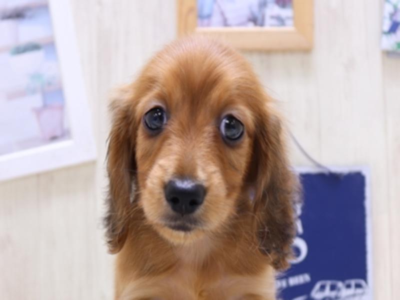 愛知県のカニンヘンダックスフンド(ロング) (ワンラブ名古屋守山インター総本店/2025年4月28日生まれ/男の子/シェーデットレッド)の子犬