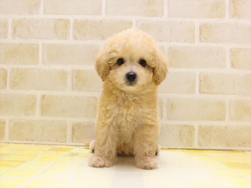 神奈川県のビションプー(ビションフリーゼ×プードル) (ワンラブフレスポ小田原シティーモール店/2025年4月27日生まれ/男の子/アプリコット)の子犬の2枚目の画像