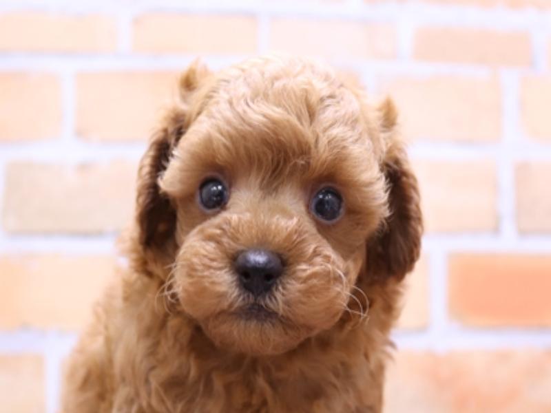 愛知県のトイプードル(トイ) (ワンラブイオン春日井店/2025年4月26日生まれ/男の子/レッド)の子犬の1枚目の画像