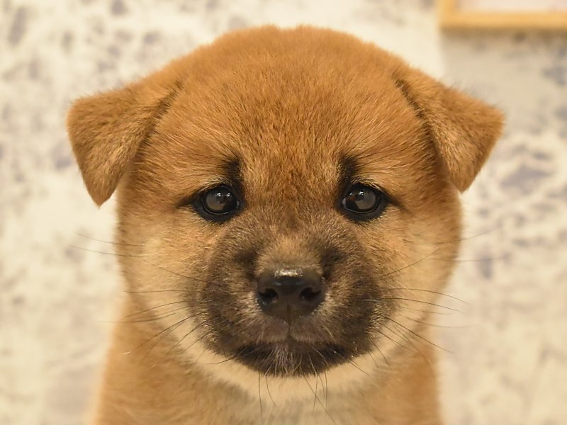 秋田県の柴犬(標準サイズ) (ワンラブフレスポ御所野店/2025年4月29日生まれ/女の子/赤)の子犬の1枚目の画像