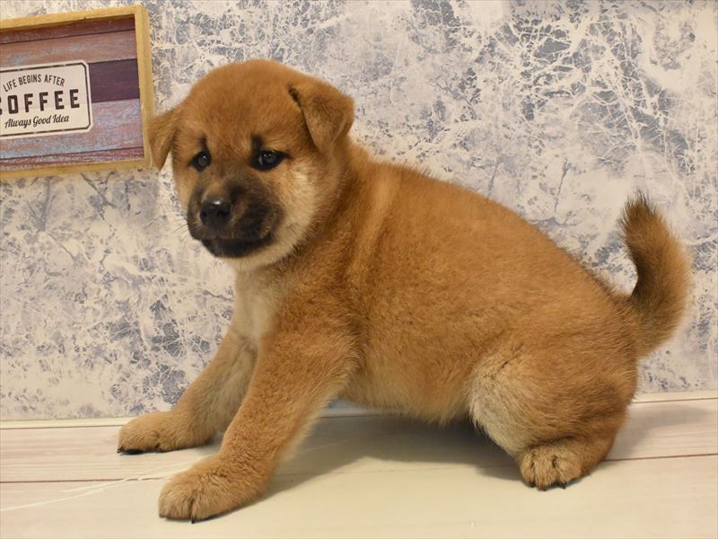 秋田県の柴犬(標準サイズ) (ワンラブフレスポ御所野店/2025年4月29日生まれ/女の子/赤)の子犬の3枚目の画像