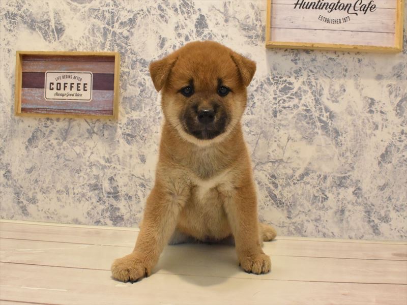 秋田県の柴犬(標準サイズ) (ワンラブフレスポ御所野店/2025年4月29日生まれ/女の子/赤)の子犬の2枚目の画像