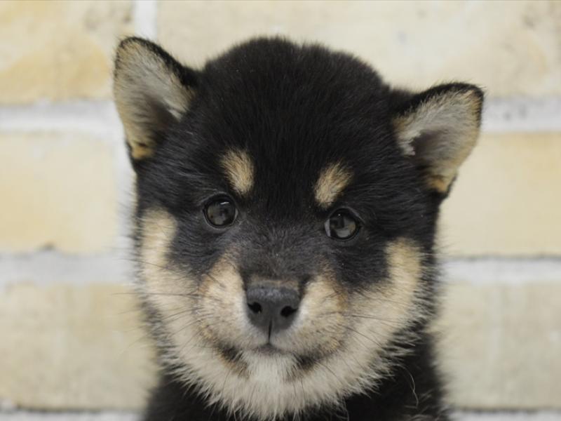 山口県の豆柴 (ワンラブおのだサンパーク店/2025年4月25日生まれ/女の子/黒)の子犬の1枚目の画像
