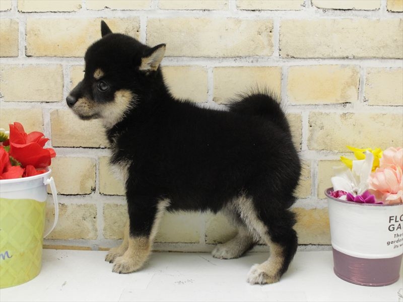 山口県の豆柴 (ワンラブおのだサンパーク店/2025年4月25日生まれ/女の子/黒)の子犬の2枚目の画像