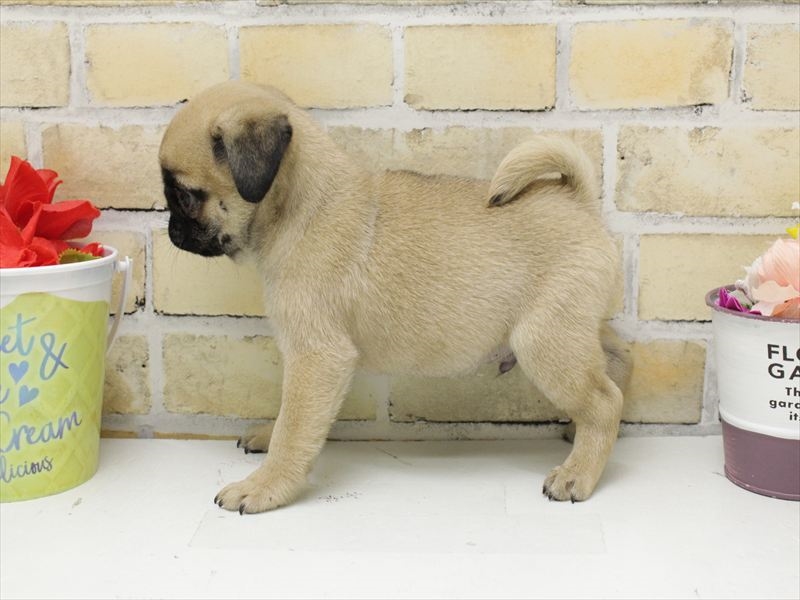 広島県のパグ (ワンラブ呉焼山店/2025年4月28日生まれ/男の子/フォーン)の子犬の2枚目の画像