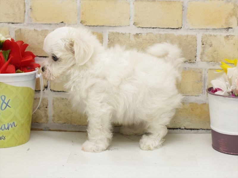 福岡県のマルチーズ (ワンラブ福岡総本店/2025年4月25日生まれ/男の子/ホワイト)の子犬の2枚目の画像