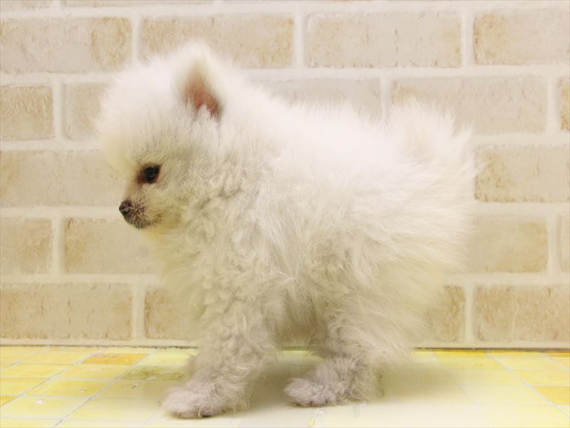 福岡県のポメラニアン (ワンラブ福岡総本店/2025年4月28日生まれ/男の子/クリーム)の子犬の3枚目の画像